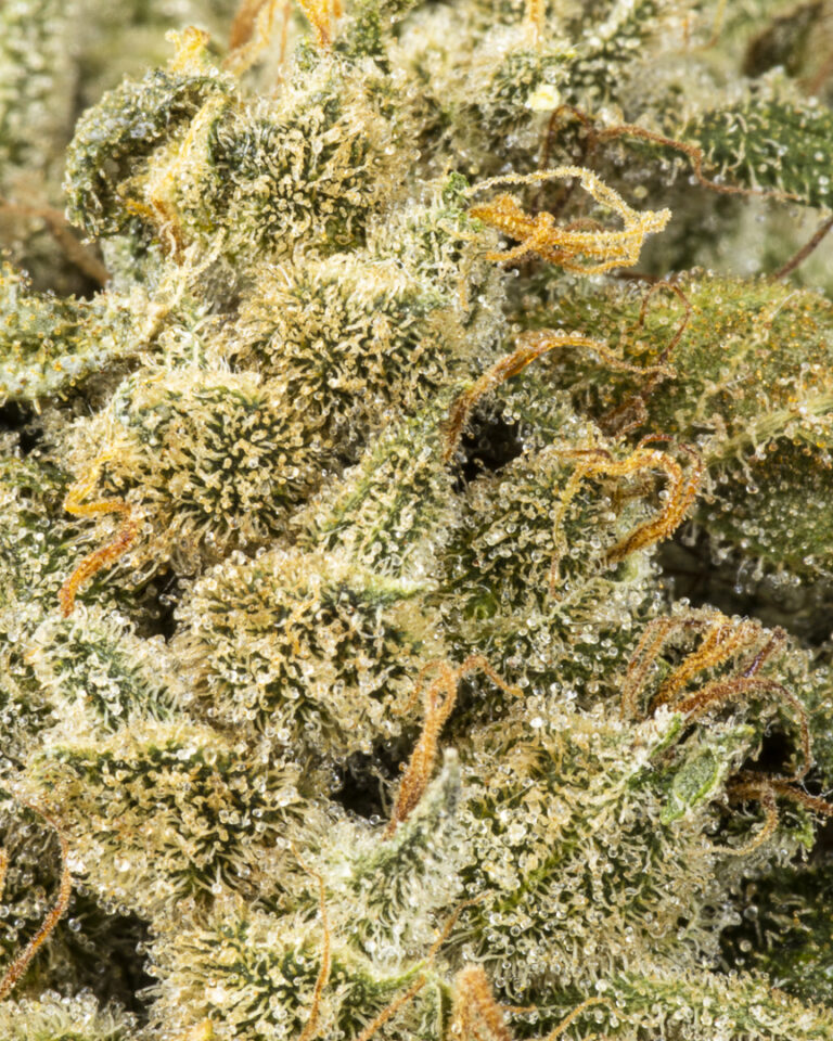 Zweet Inzanity by Greenmont Craft Cannabis Co., Flower: Hybrid Third Place Winner in the Homegrow Track of the Fourth Annual Headies Cup, May 2023.